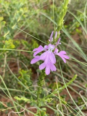 Striga curviflora