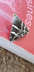 Grammodes pulcherrima