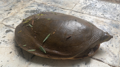 Senegal Flapshell Turtle