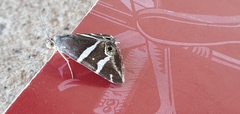 Grammodes pulcherrima