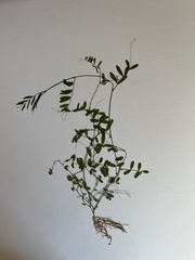 Vicia sylvatica