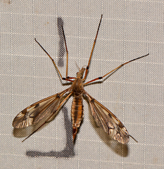 Tipula fuliginosa