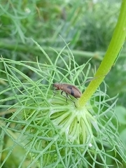 Coleoptera