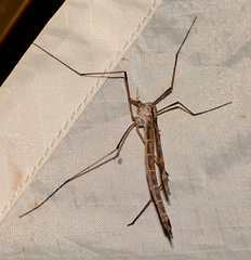 Tipula longiventris