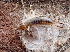 Labiduroidea