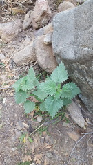 Urtica gracilenta