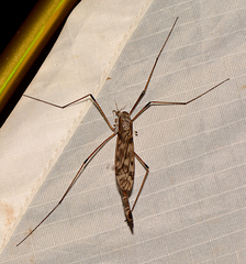 Tipula longiventris