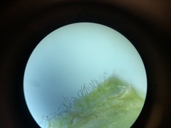 Doronicum caucasicum