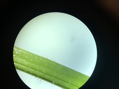 Doronicum caucasicum