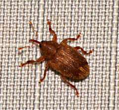 Lignyodes