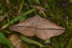 Pseudomiza obliquaria