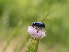 Chrysochus chinensis