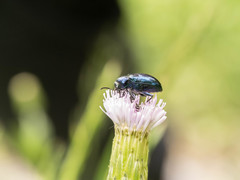 Chrysochus chinensis