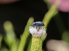 Chrysochus chinensis