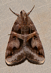 Drasteria grandirena