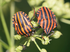 Graphosoma italicum