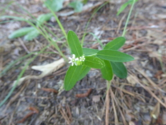 Euphorbia pubentissima