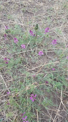 Astragalus versicolor