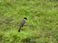 Pycnonotus taivanus × sinensis