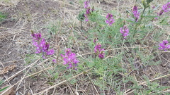 Astragalus versicolor
