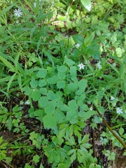 Thalictrum aquilegiifolium