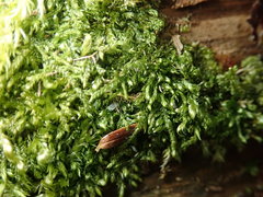 Brotherella recurvans