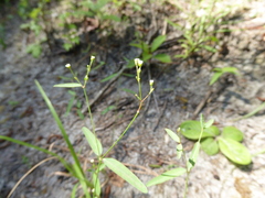 Euphorbia curtisii