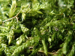 Brotherella recurvans