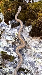 Montivipera raddei