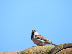 Passer domesticus
