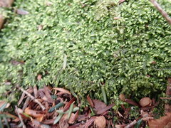 Brotherella recurvans