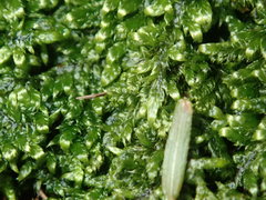 Brotherella recurvans