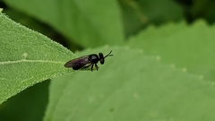 Cerotainia