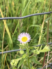 Erigeron alpinus