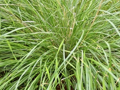 Austrostipa bigeniculata