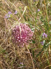 Allium rotundum