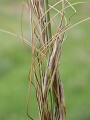 Austrostipa bigeniculata