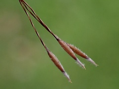 Austrostipa bigeniculata