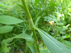 Persicaria setacea