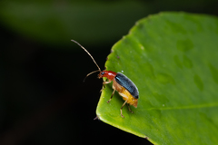 Trichobalya bowringii