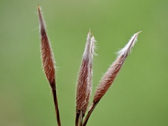Austrostipa bigeniculata