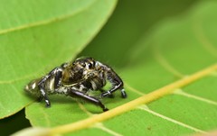 Hyllus diardi