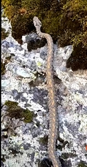 Montivipera raddei