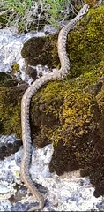 Montivipera raddei