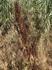 Rumex crispus