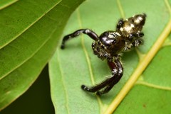Hyllus diardi