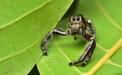 Hyllus diardi