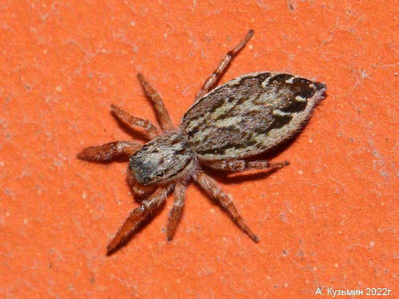 Pseudicius encarpatus