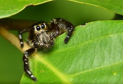 Hyllus diardi