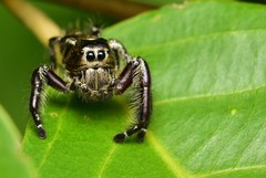 Hyllus diardi